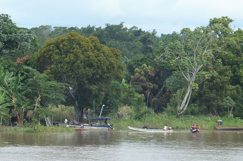 Offsets in the forests  Mouvement Mondial pour les Forêts Tropicales