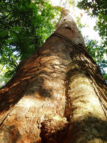 Offsets in the forests  Mouvement Mondial pour les Forêts Tropicales