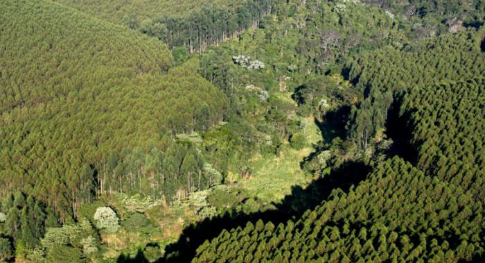 2 Billion New Trees: Suzano, Santander Launch Massive Planting Push in  Brazil - Bloomberg