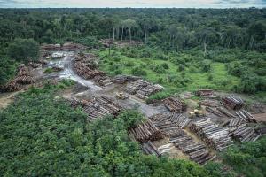 Industrial logging