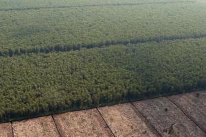 Large scale tree plantations