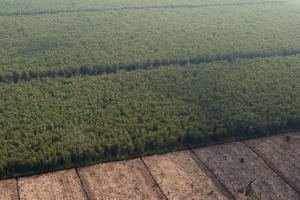 Large scale tree plantations