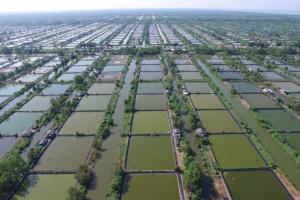 Shrimp farming