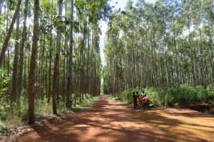 Tree plantations