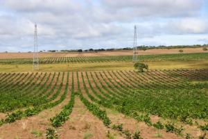 plantaciones total