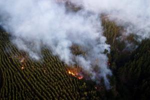 incendios plantaciones 