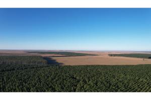 B266-argentina-plantaciones-humedales-corrientes