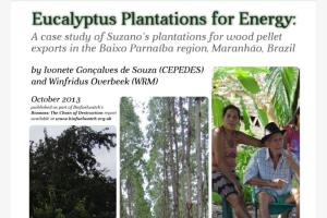 eucalyptus Plantation