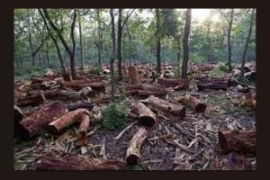 bosques en extinción