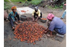 Cameroon_OilPalm