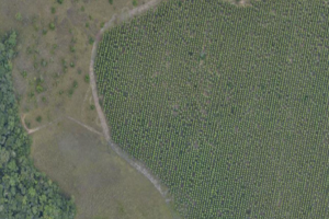 Colombian Orinoquía 