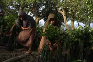 Fisherwomen in the village of Purworejo propagating mangrove cuttings (Foto: Kiara)