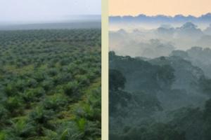 Indonésia: Manguezais para a vida Movimento Mundial pelas Florestas Tropicais