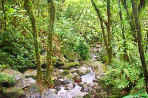 forest