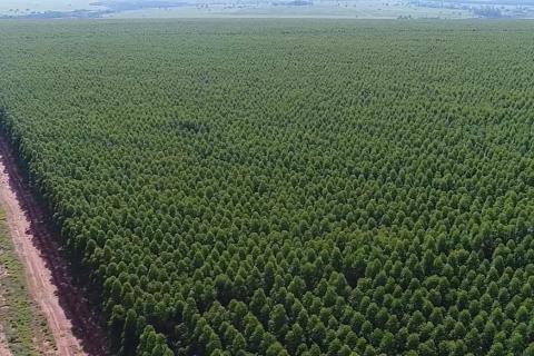 B268_carbon_plantations