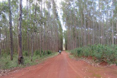 Mozambique Plantaciones