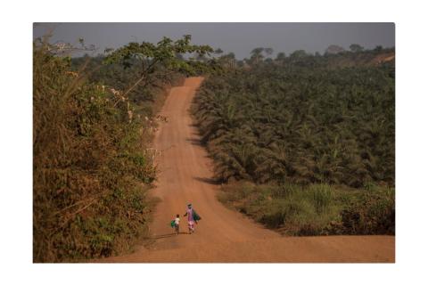 Socfin against the ropes