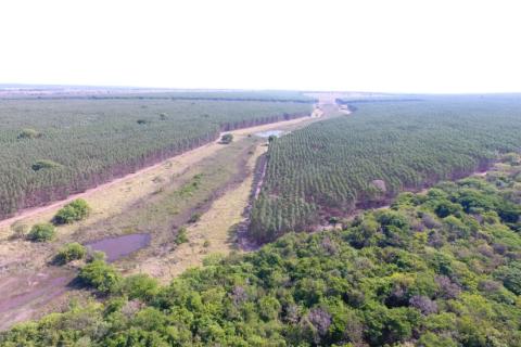 Eucalyptus plantation in the ‘Cellulose Valley’, Pinto Stream, municipality of Três Lagoas (Photo: Mateus Fleury, October 2025)