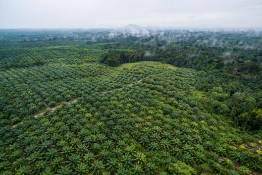 Palm oil