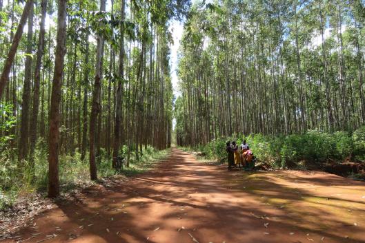 Tree plantations