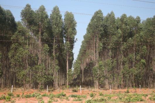 Brasil Mato groso plantaciones