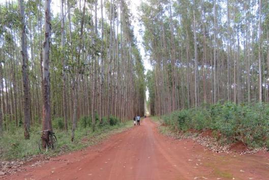 Mozambique Plantaciones