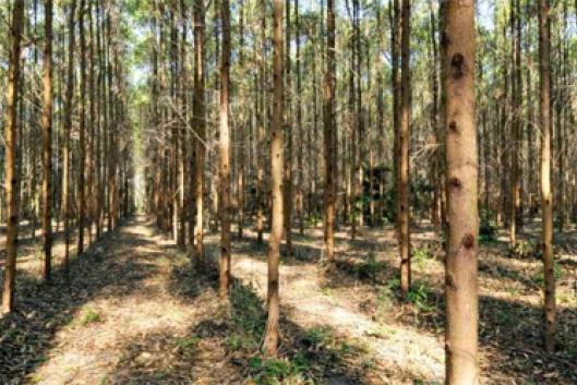 2 Billion New Trees: Suzano, Santander Launch Massive Planting Push in Brazil - Bloomberg