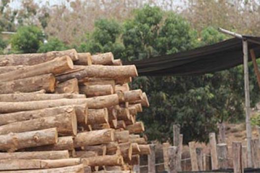 Plantaciones industriales del árbol de teca en Ecuador: ocupando y  devastando tierras fértiles y fuentes de agua | Movimiento Mundial por los  Bosques Tropicales