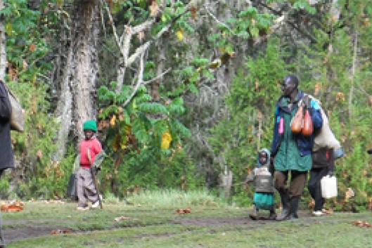 Offsets in the forests Mouvement Mondial pour les Forêts Tropicales